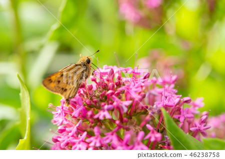 A butterfly that sucks honey 46238758