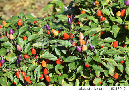 五色辣椒（五彩辣椒） 46238942