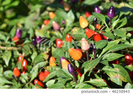Goshiki pepper (five colored peppers) Goshiki pepper (five colored peppers) 46238943