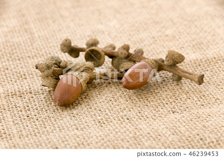 Acorn Acorn 46239453