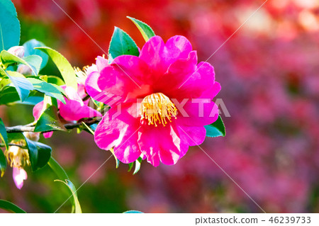 Kobe-Suma Rikyu Park's hot spring 46239733