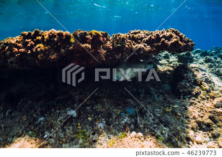 Tropical underwater world with coral reef and sea Tropical underwater world with coral reef and sea 46239773