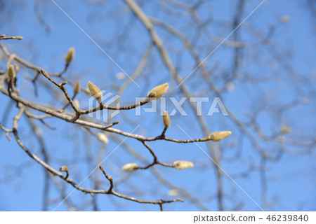 Kobushi's moth seen in winter 46239840