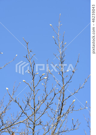 Kobushi's moth seen in winter 46239843