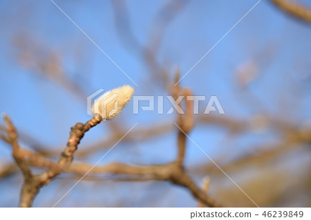 Kobushi的蛾在冬天看到 Kobushi的蛾在冬天看到 46239849