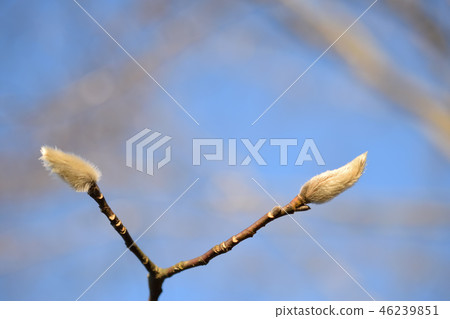 Kobushi的蛾在冬天看到 Kobushi的蛾在冬天看到 46239851