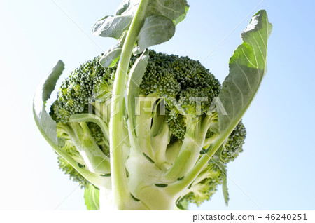 broccoli 46240251