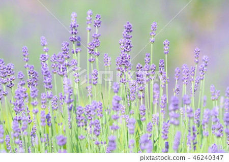 薰衣草田藍紫色花 46240347