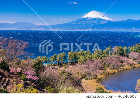 “靜岡縣”西面伊豆/富士山海上的河津櫻花 46240608