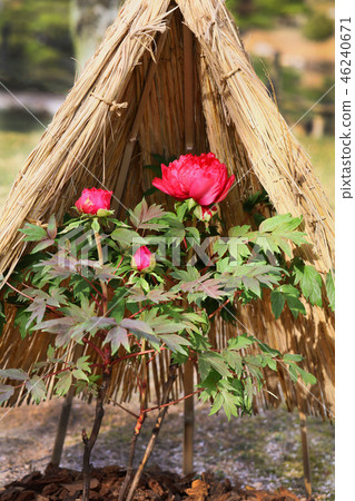 Beautifully blooming red peony (vertical position) 46240671
