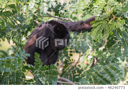 Large black Howler monkey in his rainforest home. Large black Howler monkey in his rainforest home. 46240773