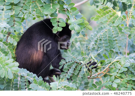 Large black Howler monkey in his rainforest home. Large black Howler monkey in his rainforest home. 46240775