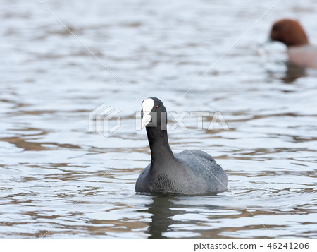 哦範 哦範 46241206