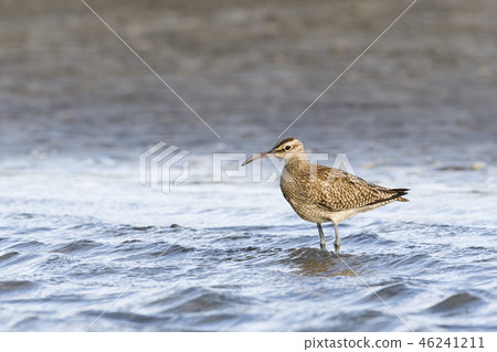 杓鷸 46241211