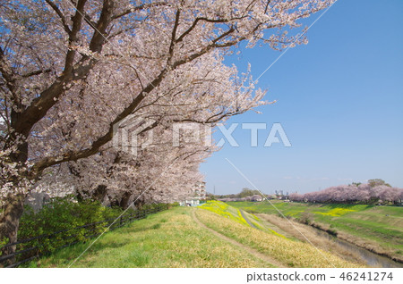 Cherry blossom trees in full bloom along the Tone Canal (Nagareyama City, Chiba Prefecture) 46241274