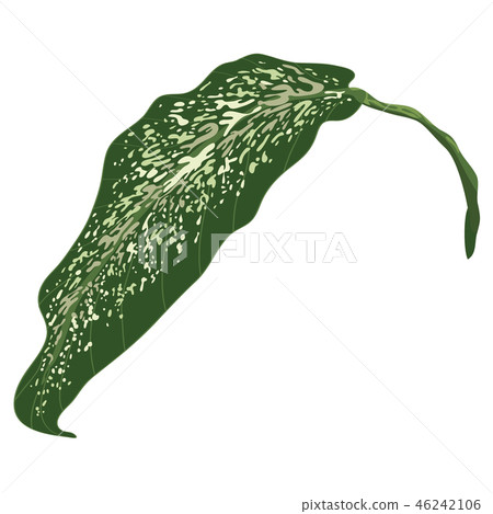 One Dumb cane leaf isolated on white background. 46242106