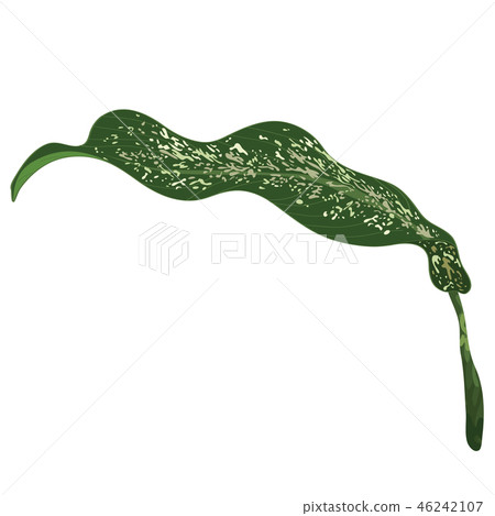 Dumb cane leaf isolated on white background. 46242107