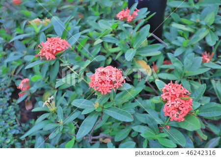 a Rubiaceae flower. Ixora coccinea flower  46242316