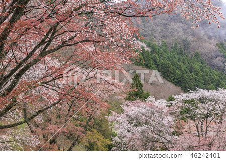 折疊的岩石 折疊的岩石 46242401