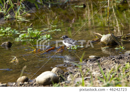 黑背w 黑背w 46242723
