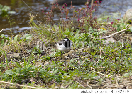 黑背w 黑背w 46242729