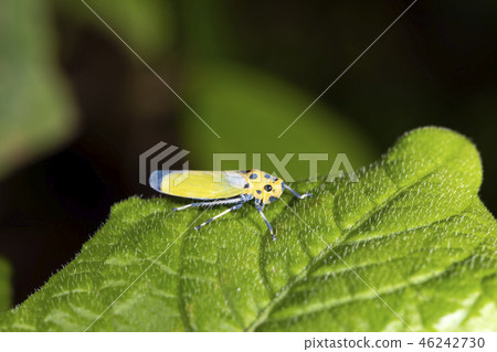 Tsunagogyo Oshoko 46242730