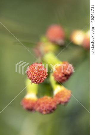 Safflower bogwort Safflower bogwort 46242732