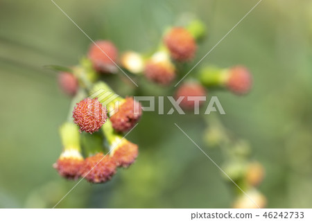 Safflower bogwort 46242733