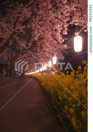 櫻桃樹×強姦花 46242891