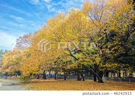 Late autumn Kashiwa Park 2018-5 Late autumn Kashiwa Park 2018-5 46242915