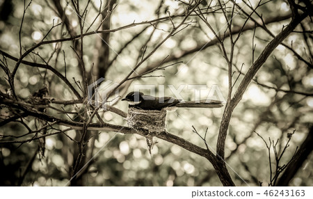 Malaysian Pied Fantail, Vintage color style 46243163