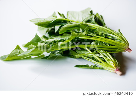 茜菠菜 茜菠菜 46243410