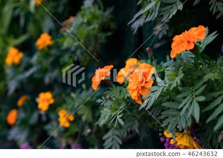 Flower garden medium indigo chrysanthemum flower. Flower garden medium indigo chrysanthemum flower. 46243632