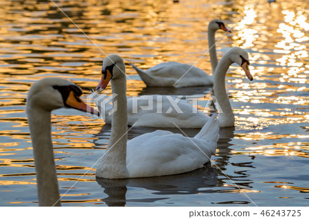Swan in Golden Hour river water 46243725