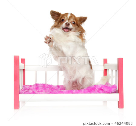 Happy Chihuahua dog posing on toy bed Happy Chihuahua dog posing on toy bed 46244093