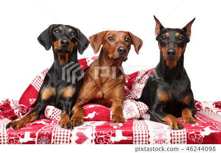 Group of German Pinchers lying under a blanket 46244098