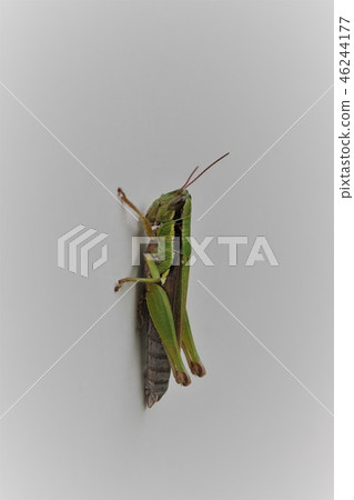 Koban Inago 07 46244177