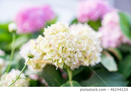 All-round Ryukyu flower. White, purple, powdery Ryukyu flower in flower garden. 46244220