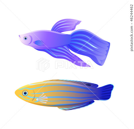 Betta Fish and Blue Striped Tamarin Wrasse Poster 46244462