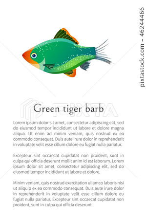 Green Tiger Barb Aquarium Fish Isolated on White Green Tiger Barb Aquarium Fish Isolated on White 46244466