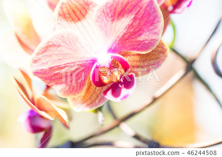 Purple orchid flower. A crawling orchid, a variety of individual flowers. Ari, flower buds, flower buds, flower bracts. Purple orchid flower. A crawling orchid, a variety of individual flowers. Ari, flower buds, flower buds, flower bracts. 46244508