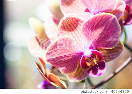 Purple orchid flower. A crawling orchid, a variety of individual flowers. Ari, flower buds, flower buds, flower bracts. Purple orchid flower. A crawling orchid, a variety of individual flowers. Ari, flower buds, flower buds, flower bracts. 46244509