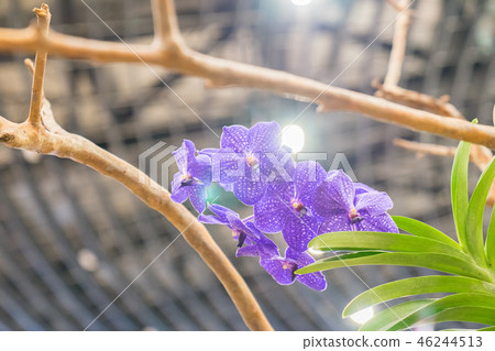 Purple orchid flower. A crawling orchid, a variety of individual flowers. Ari, flower buds, flower buds, flower bracts. Purple orchid flower. A crawling orchid, a variety of individual flowers. Ari, flower buds, flower buds, flower bracts. 46244513