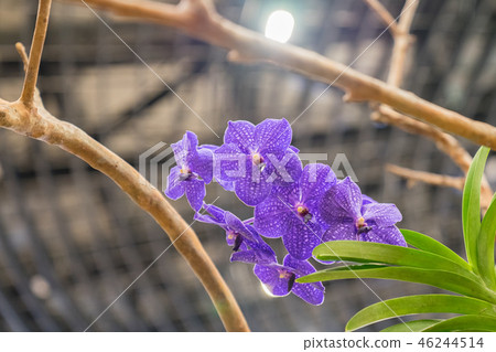 Purple orchid flower. A crawling orchid, a variety of individual flowers. Ari, flower buds, flower buds, flower bracts. Purple orchid flower. A crawling orchid, a variety of individual flowers. Ari, flower buds, flower buds, flower bracts. 46244514