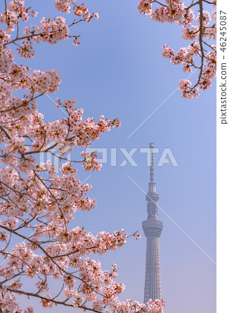 在盛開和東京天空樹的櫻花 在盛開和東京天空樹的櫻花 46245087