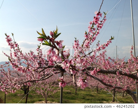  Peach blossoms 46245202