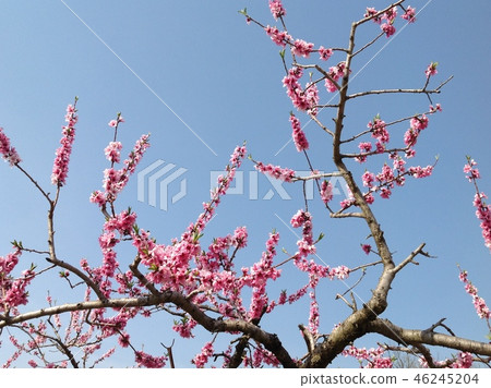  Peach blossoms 46245204