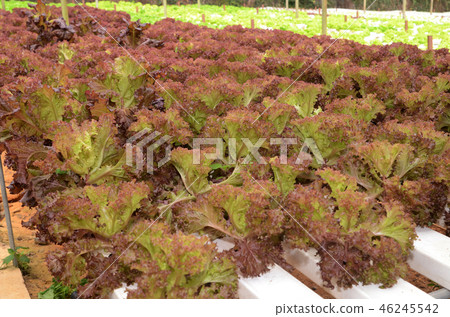 Lettuce vegetable growing in hydroponic farm 46245542