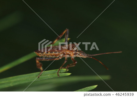 生物昆蟲Aphis gossypium,長約2厘米,後腿形狀獨特。整個身體都覆蓋著細發 生物昆蟲Aphis gossypium,長約2厘米,後腿形狀獨特。整個身體都覆蓋著細發 46245939