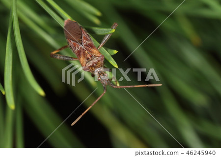 Creatures Insects Pinworms literally hit on pines. It is an alien species native to North America Creatures Insects Pinworms literally hit on pines. It is an alien species native to North America 46245940